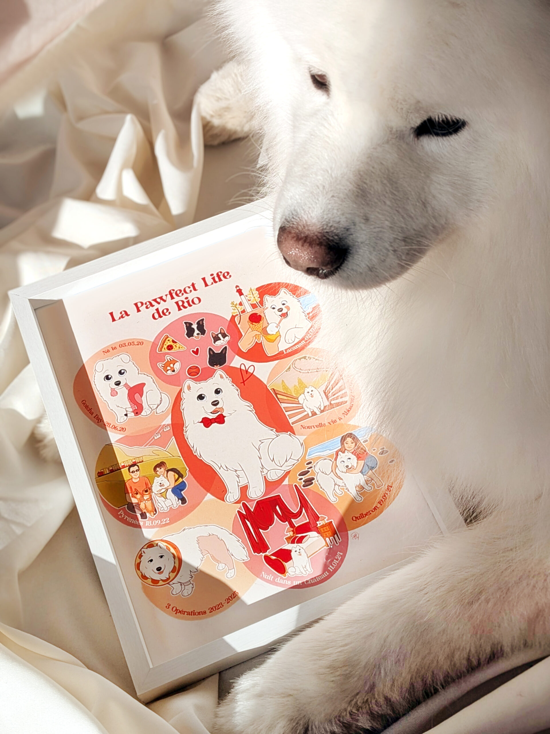 Pawfect Life animal photos (2)