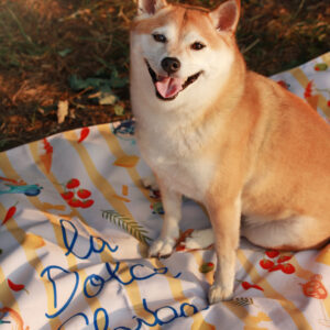 Dolce Shiba - Nappe